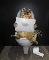 funny-cat-sitting-toilet-bowl-staring-its-laptop-bathroom-139196745.jpg