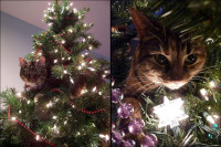 cat-christmas-tree-015.jpg