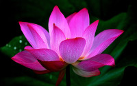 Lotus_flower_Closeup_452683_1920x1200.jpg