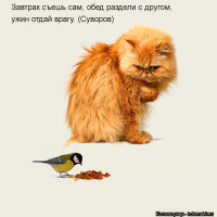 kotomatritsa_dV.jpg