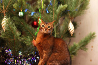 depositphotos_223938886-stock-photo-abyssinian-cat-looks-at-the.jpg