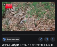 10 Котов.png