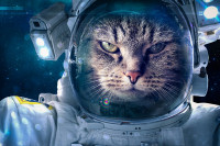 Cats_Cosmonauts_Funny_546946_1280x851.jpg