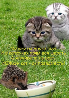 ёжкинкот.png