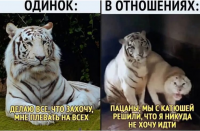 коты).png