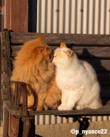 simabossneko_1639486636813.jpg