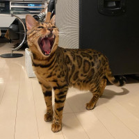 rum_the_bengal_1641284100360.jpg