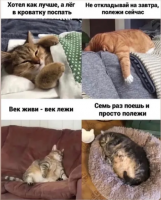 мысликота.png