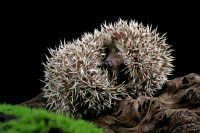 cute-baby-hedgehog-sleeping-wood.jpg