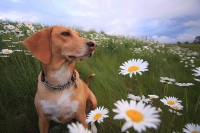 dog-daisy-tip-april.jpg