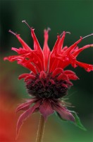 scarlet_beebalm_lg.jpg